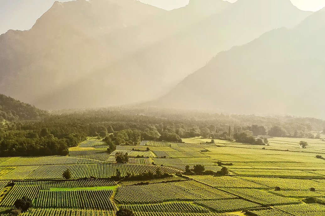 Weinfest in Maienfeld