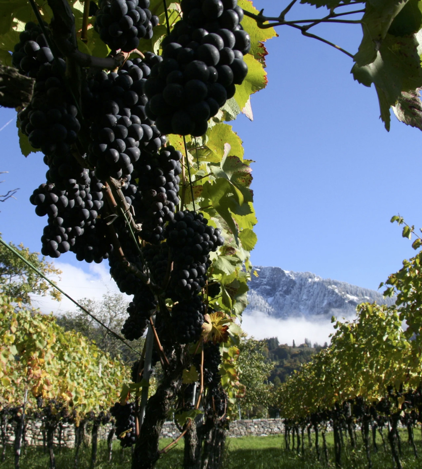 Weinregion - Graubünden Wein